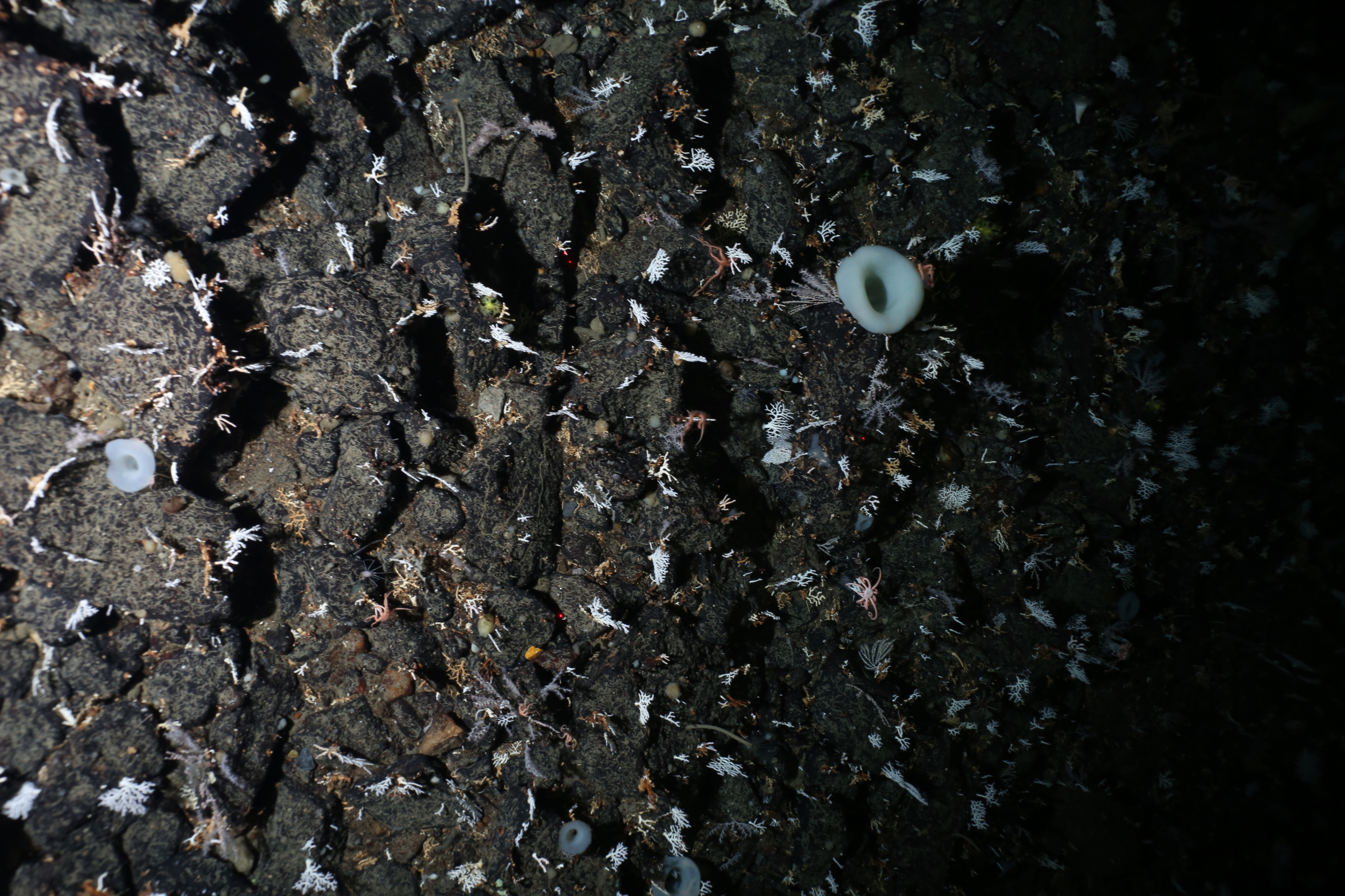 Antarctic seabed survey image